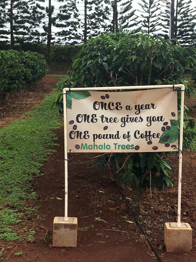 Kauai Food & Travel Diary | cookinginmygenes.com