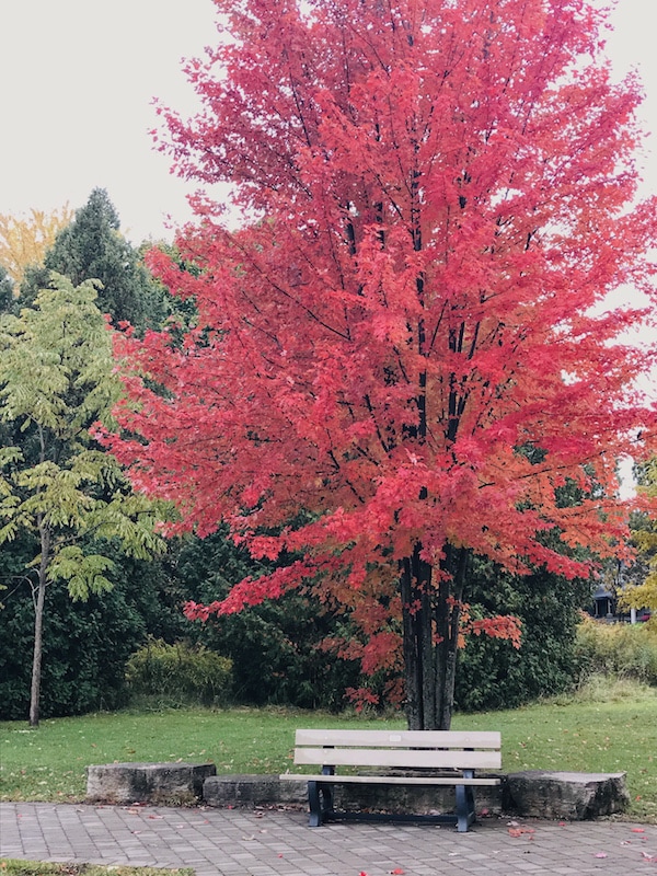 What's In Season - What to Cook in November from cookinginmygenes.com