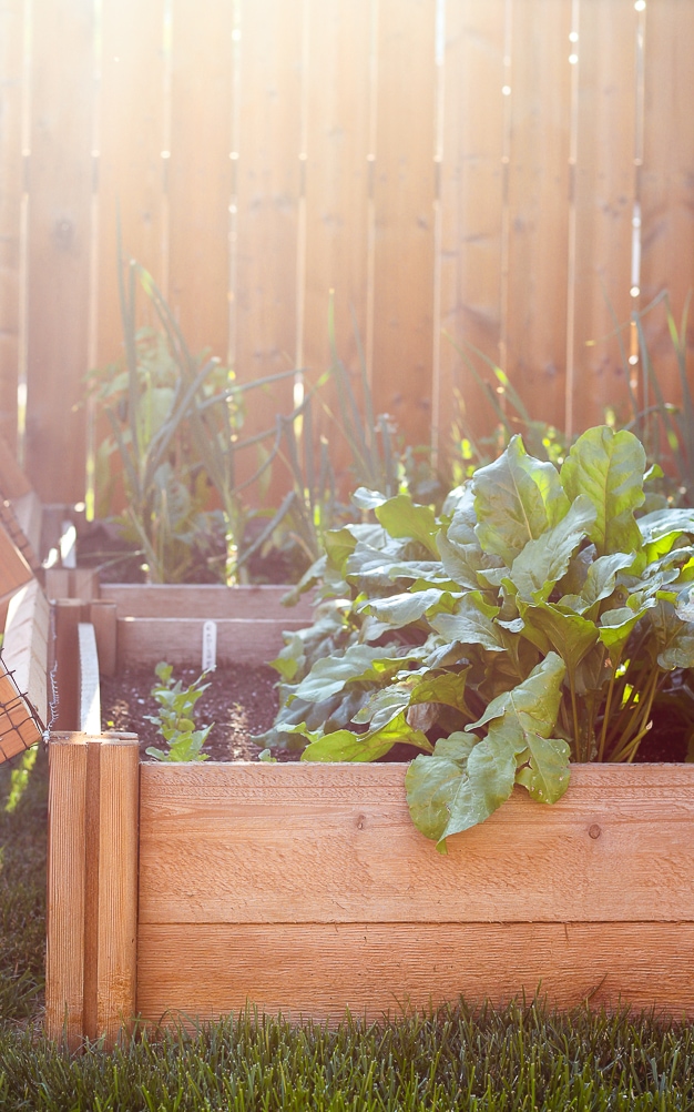 What's In Season - Recipes to Make in August | cookinginmygenes.com