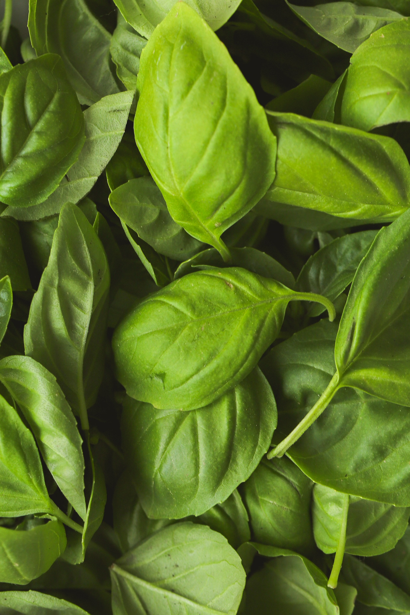 close up of basil leaves